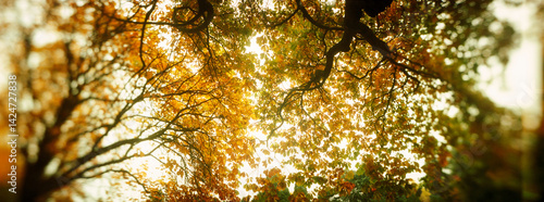 Panoramic low angle view of autumn trees, Volunteer Park, Capitol Hill, Seattle, King County, Washington State, USA.