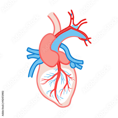 Human Heart Anatomy Illustration with Arteries and Veins