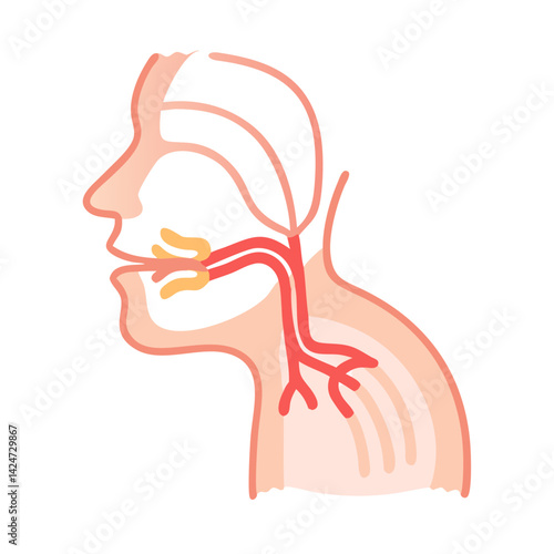 Human Anatomy - Mouth, Throat, and Nasal Cavity Illustration