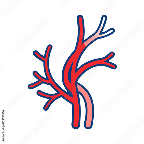 Simple vascular system illustration, human organ, artery, vein