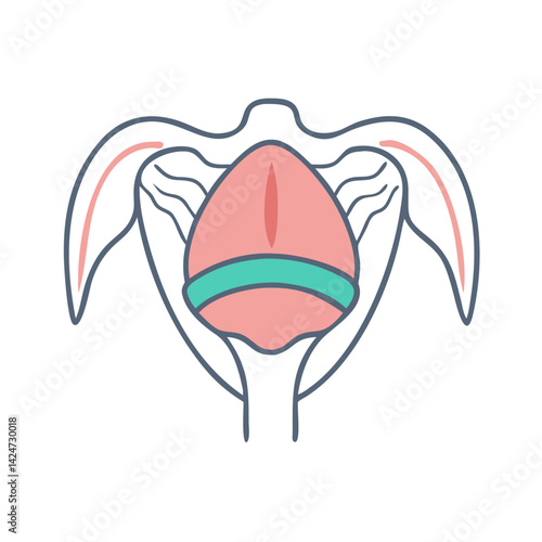 Colorful anatomical drawing of the larynx and trachea
