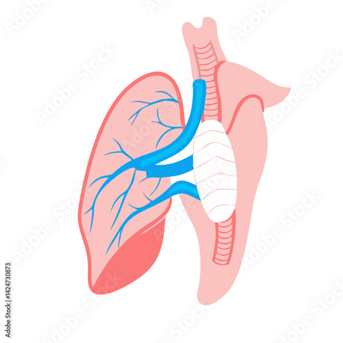 Human lungs and throat vector illustration on black