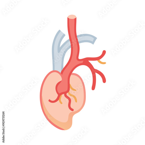 Medical illustration of the human heart and vessels