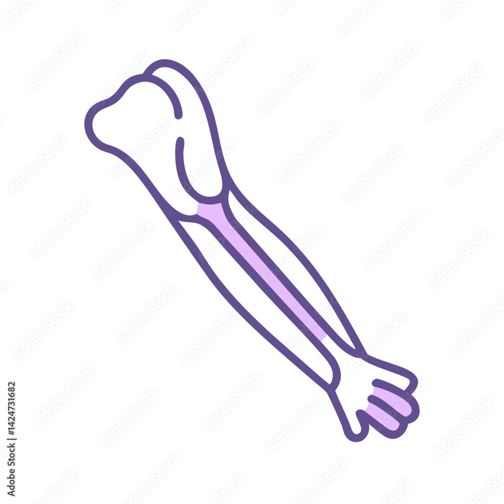 Stylized illustration of a human arm skeletal structure Stylized illustration of a human arm skeletal structure