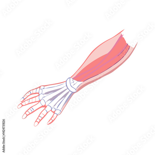 Human Arm Anatomy: Bones, Muscles, and Connective Tissues