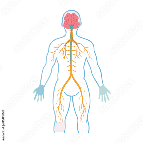 Human body with the nervous system illustration on black