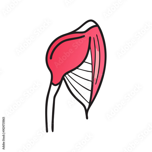 Anatomy illustration of the deltoid muscle on black