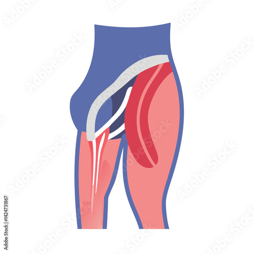 Human leg muscle anatomy illustration for medical use
