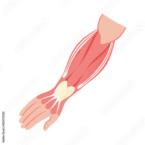 Anatomy of human arm, showing muscle structure