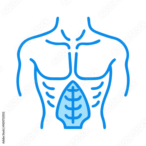 Anatomy of Human Torso with Abdominal Muscle Illustration