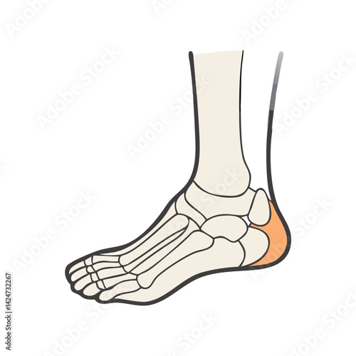 Anatomy: Human foot bones illustration, isolated on black