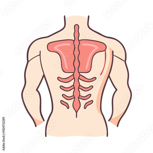 Human Back Anatomy: Spine, Rib Cage, and Muscles