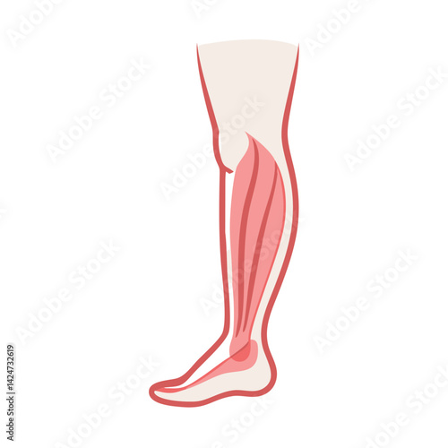 Human Leg Muscle Anatomy Isolated on Black Background