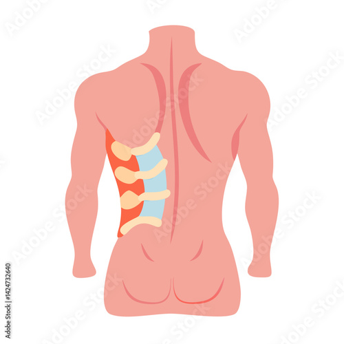Human back anatomy diagram showing bones and muscles