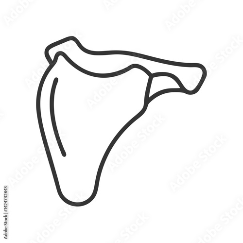 Scapula Line Art Anatomy Bone Shoulder Blade Illustration