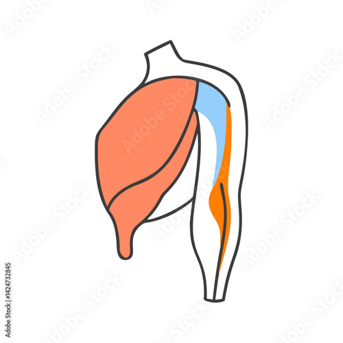 Arm Muscles Anatomy Illustration Isolated on Black Background