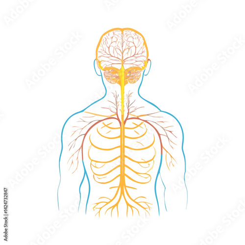 Human nervous system anatomy and brain illustration