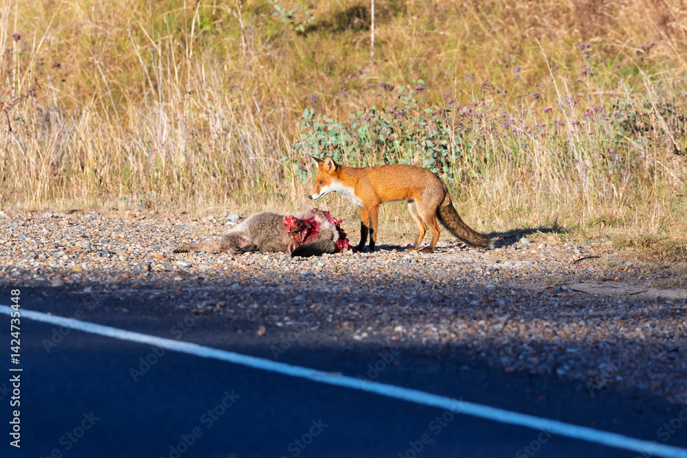 Fototapeta premium Photograph of a Red Fox eating Kangaroo roadkill by the side of the road in a regional area of the Central Tablelands in NSW, Australia.