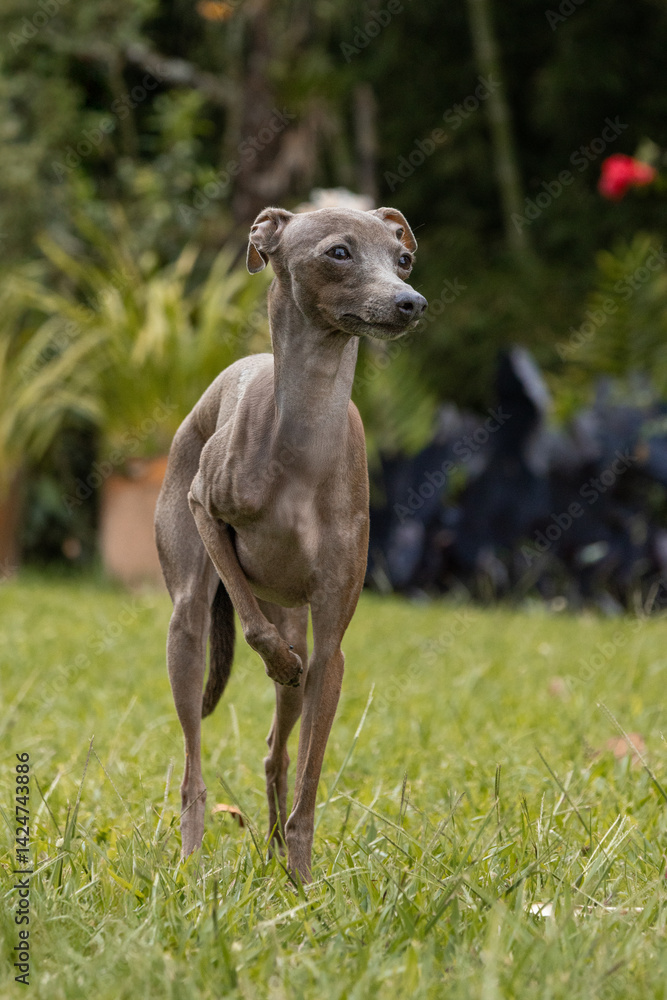 Italian greyhound standing on grass with mountains background Italian greyhound standing on grass with mountains background
