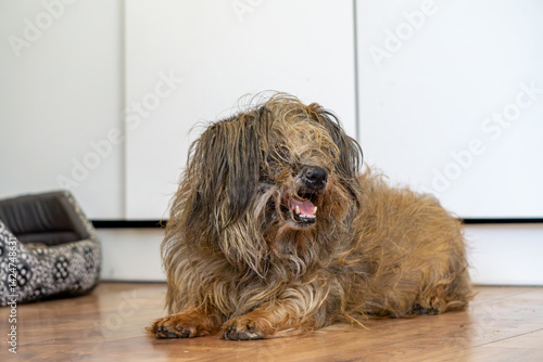 A neglected dog lying on the floor, with very matted and dirty fur. He looks relaxed but clearly needs grooming