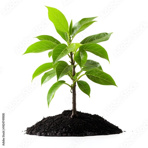 A vibrant green seedling sprouts from rich dark soil against a clean white background symbolizing growth and new beginnings.