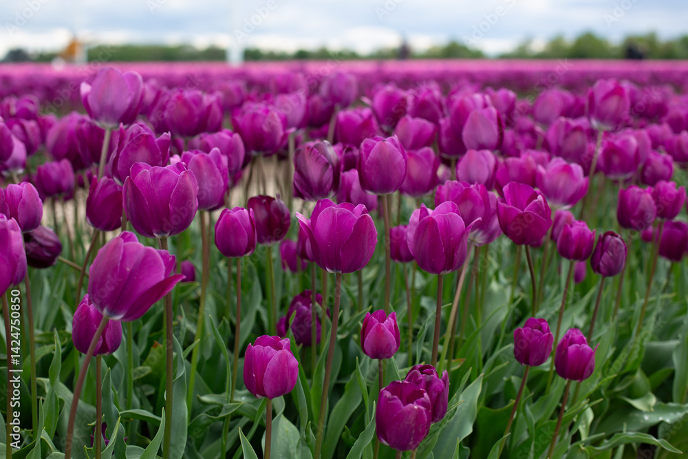 A field of purple tulips on a sunny day. A field of purple tulips on a sunny day.