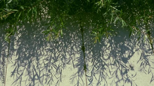 Close-up of gently swaying green leaves in a botanical garden. Perfect for nature, relaxation, wellness, environmental, and eco-lifestyle projects.