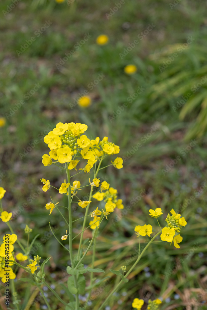 Fototapeta premium 菜の花が咲いている春の日本