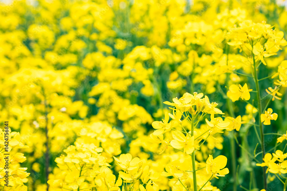 Obraz premium 菜の花がたくさん咲いている