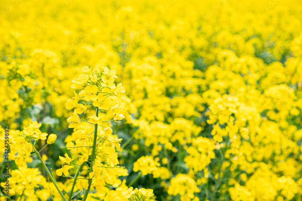 Obraz premium 黄色い菜の花が曇り空に咲いている