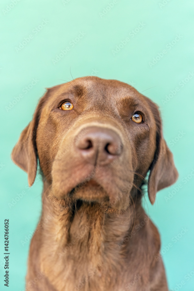 Colorful Studio portrait of a female chocolate brown labrador retriever dog