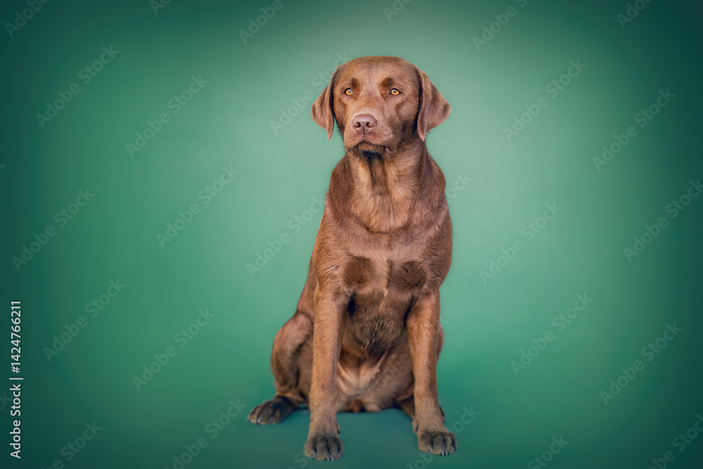 Colorful Studio portrait of a female chocolate brown labrador retriever dog