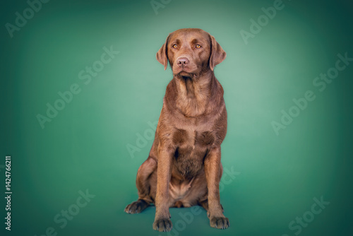 Obraz na płótnie Colorful Studio portrait of a female chocolate brown labrador retriever dog w salonie
