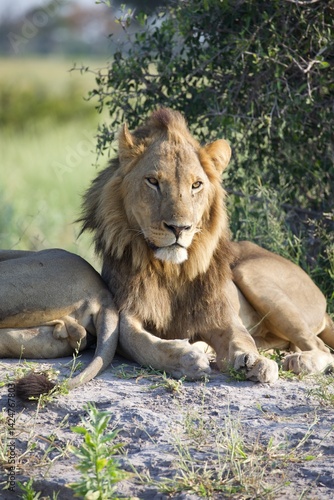 Wallpaper Mural Male Lion Resting in the Wild, Botswana Safari Torontodigital.ca