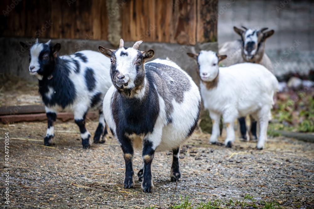 Fototapeta premium Four goats standing on a gravel surface near a rustic wooden barn in a rural farm setting