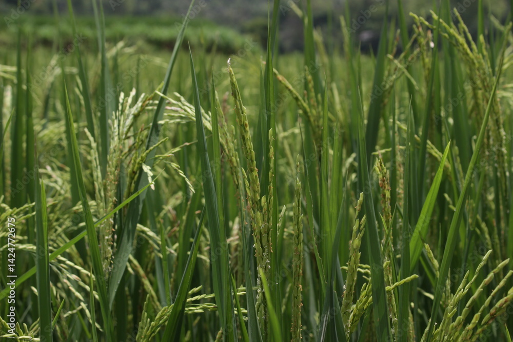 Fototapeta premium green wheat field
