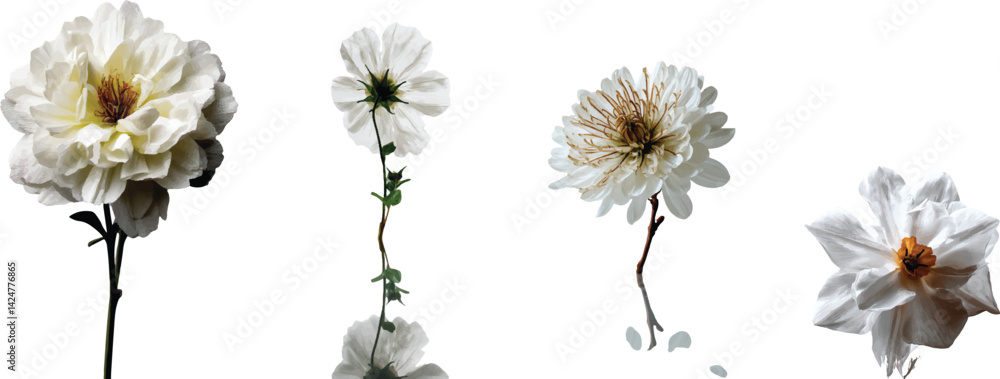 Obraz premium White botanical bloom with natural petals and clean white background in high detail