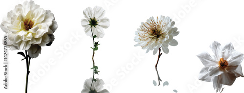 White botanical bloom with natural petals and clean white background in high detail