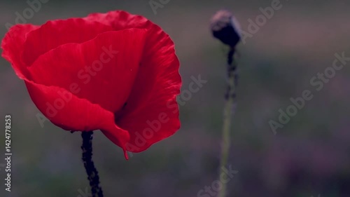 Сlose-up of a field of red poppies swaying gently by the wind. Walk in the poppy field. Video cover, banner for websites, beautiful video of nature