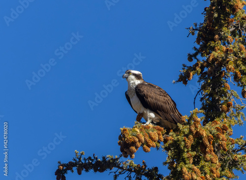 Colorado Osprey