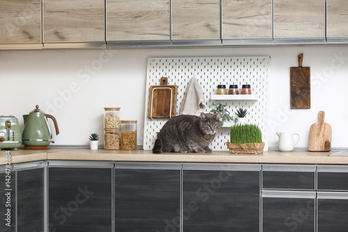 Cute grey cat with green gr...