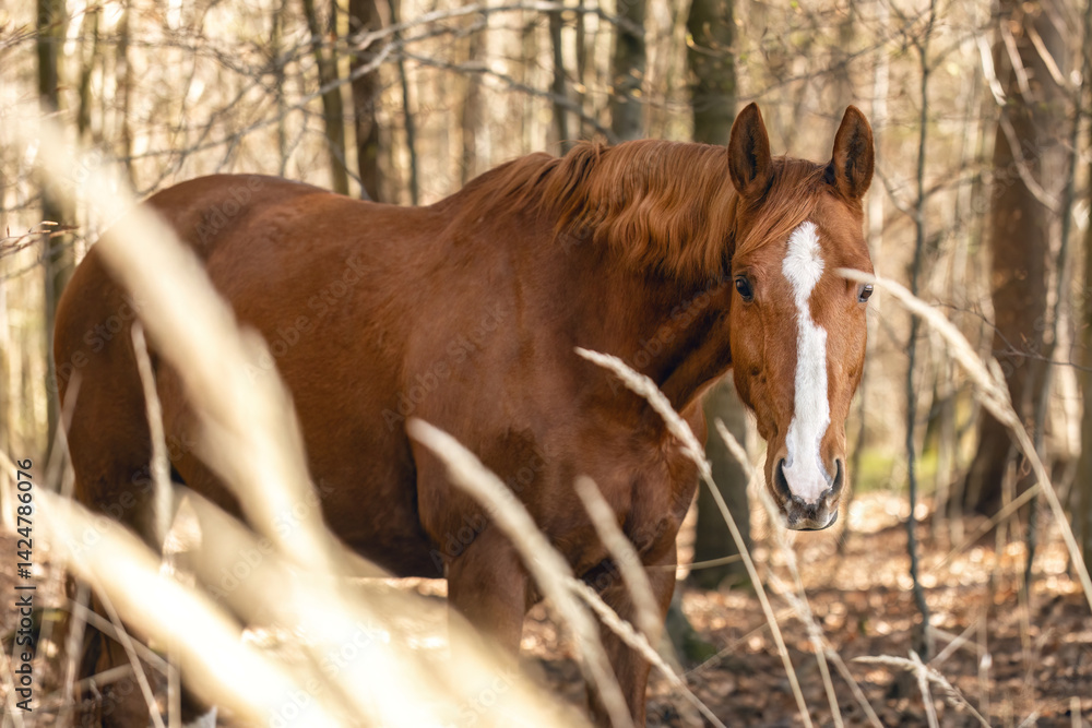 Portrait of a chestnut brown Trakehner mare outdoors