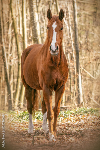 Portrait of a chestnut brown Trakehner mare outdoors