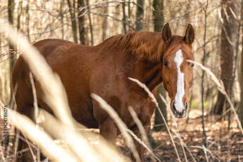 Obraz na płótnie Portrait of a chestnut brown Trakehner mare outdoors w salonie