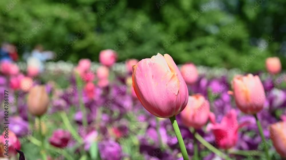 A tulip moved by the wind in a meadow A tulip moved by the wind in a meadow