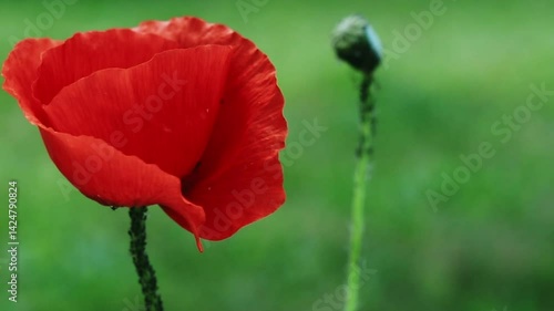 Сlose-up of a field of red poppies swaying gently by the wind. Walk in the poppy field. Video cover, banner for websites, beautiful video of nature