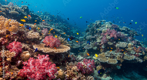 Wallpaper Mural Vibrant coral reef teeming with colorful fish a breathtaking underwater paradise showcasing diverse Torontodigital.ca