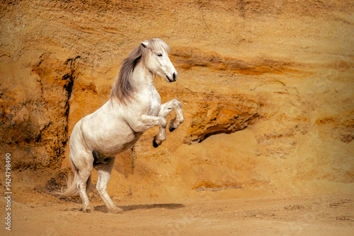 Portrait of a beautiful white icelandic horse rearing and running in a sand pit