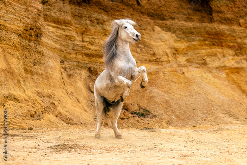 Obraz na płótnie Portrait of a beautiful white icelandic horse rearing and running in a sand pit w salonie