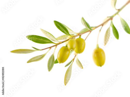 Obraz na płótnie Close-up of olive branch with ripe green olives on white background for organic food theme. Generative AI w salonie